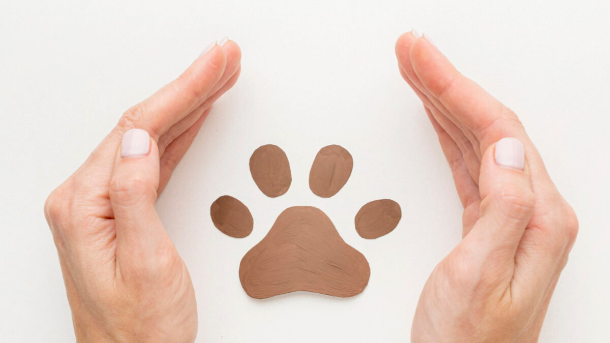 Assurance chien : comment choisir la meilleure option pour votre compagnon ?