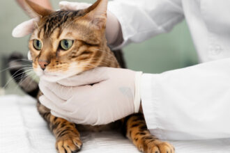 Avantages de la stérilisation : pourquoi stériliser votre chat ?