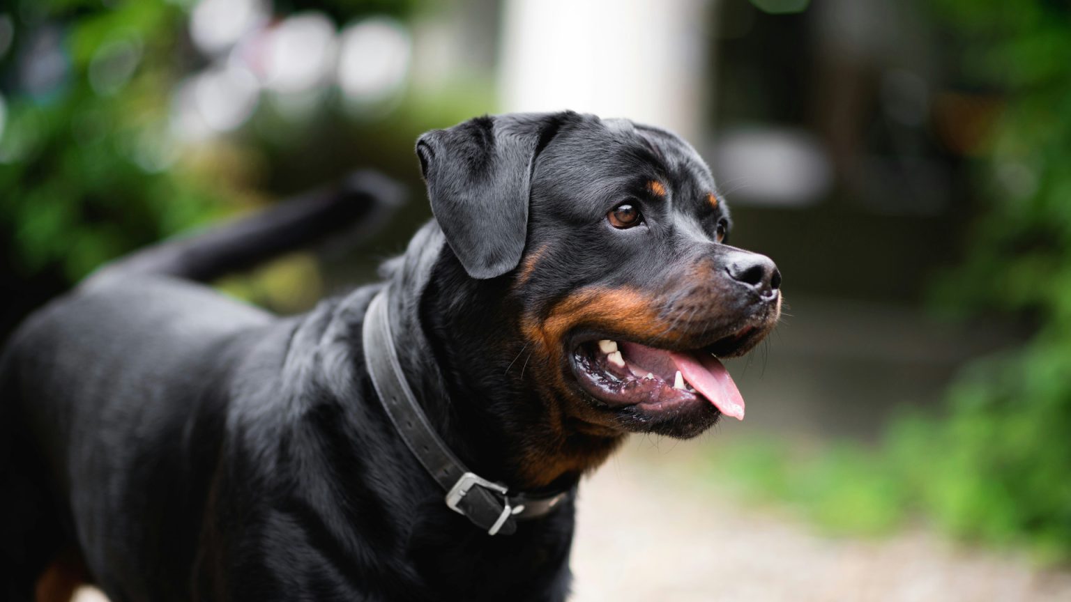 Bien choisir une assurance rottweiler : les critères essentiels à considérer