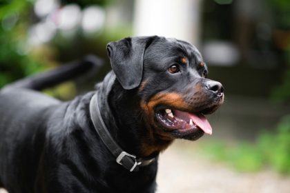 Bien choisir une assurance rottweiler : les critères essentiels à considérer
