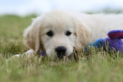 Bien choisir une mutuelle pour chien : conseils et critères essentiels