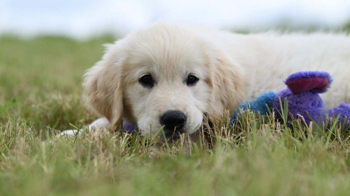 Bien choisir une mutuelle pour chien : conseils et critères essentiels