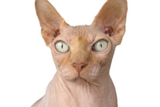 Chat Sphynx : combien coûte vraiment cette race sur toute sa vie ?