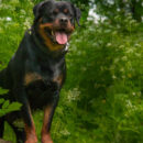 Chien de catégorie 2 : quelle assurance choisir ?