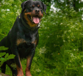 Chien de catégorie 2 : quelle assurance choisir ?