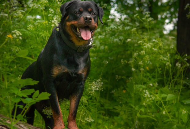 Chien de catégorie 2 : quelle assurance choisir ?