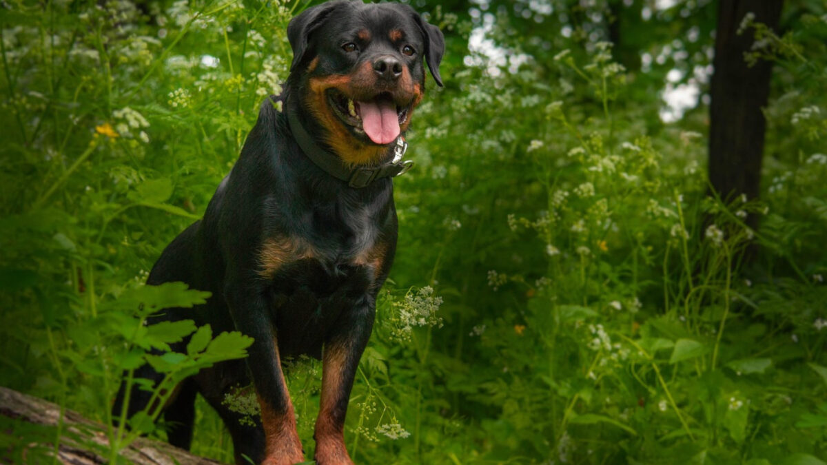 Chien de catégorie 2 : quelle assurance choisir ?