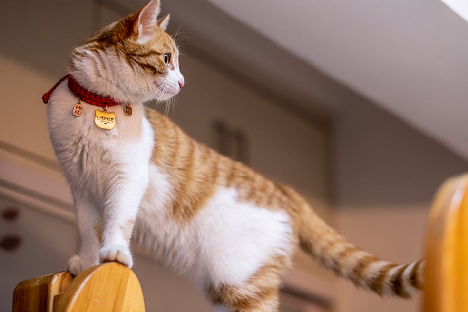 collier GPS choisir pour un petit chat ou un chaton 3