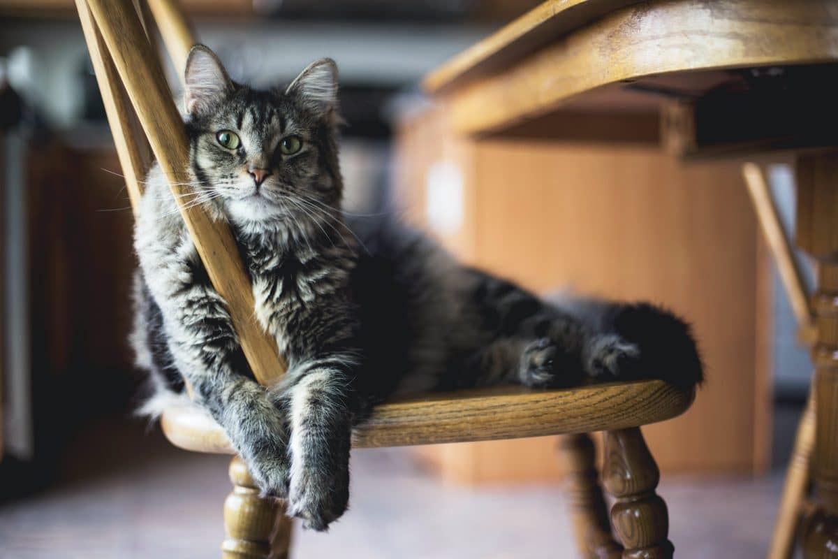 Toilettage pour chats : conseils et astuces pour prendre soin du pelage de votre félin