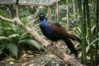 Faisan obscur aux plumes bleu-noir irisées perché sur une branche dans un enclos naturalisé avec fougères et bambous