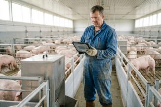 Fermeur inspectant un mangeur automatique de porcs