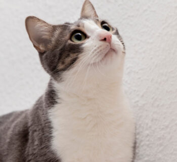 La litière : un élément clé pour le bonheur de votre chat