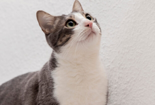 La litière : un élément clé pour le bonheur de votre chat