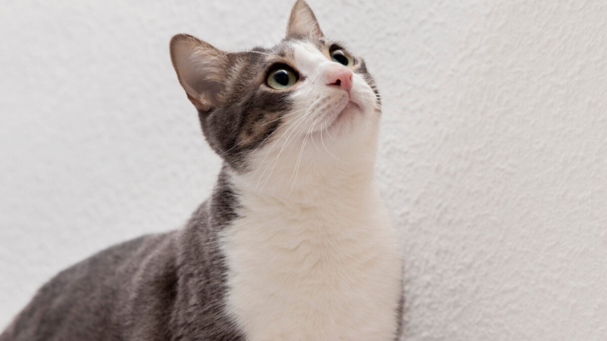 La litière : un élément clé pour le bonheur de votre chat
