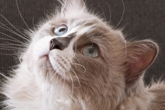 Les causes du stress chez le chat : qu'est-ce qui le rend nerveux ?