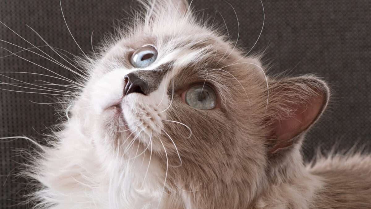 Les causes du stress chez le chat : qu'est-ce qui le rend nerveux ?