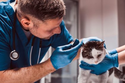 Les vétérinaires engagés dans le bien-être animal : top 4 des références à connaître