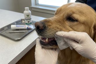 lingettes pour dents chien