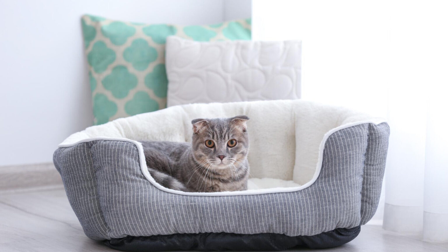 Pourquoi le choix du couchage est essentiel pour le bien-être de votre chat ?