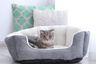 Pourquoi le choix du couchage est essentiel pour le bien-être de votre chat ?