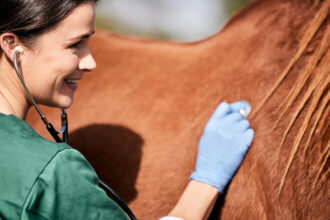 Prévoyez en apprenant les premiers soins à inculquer à vos chevaux !