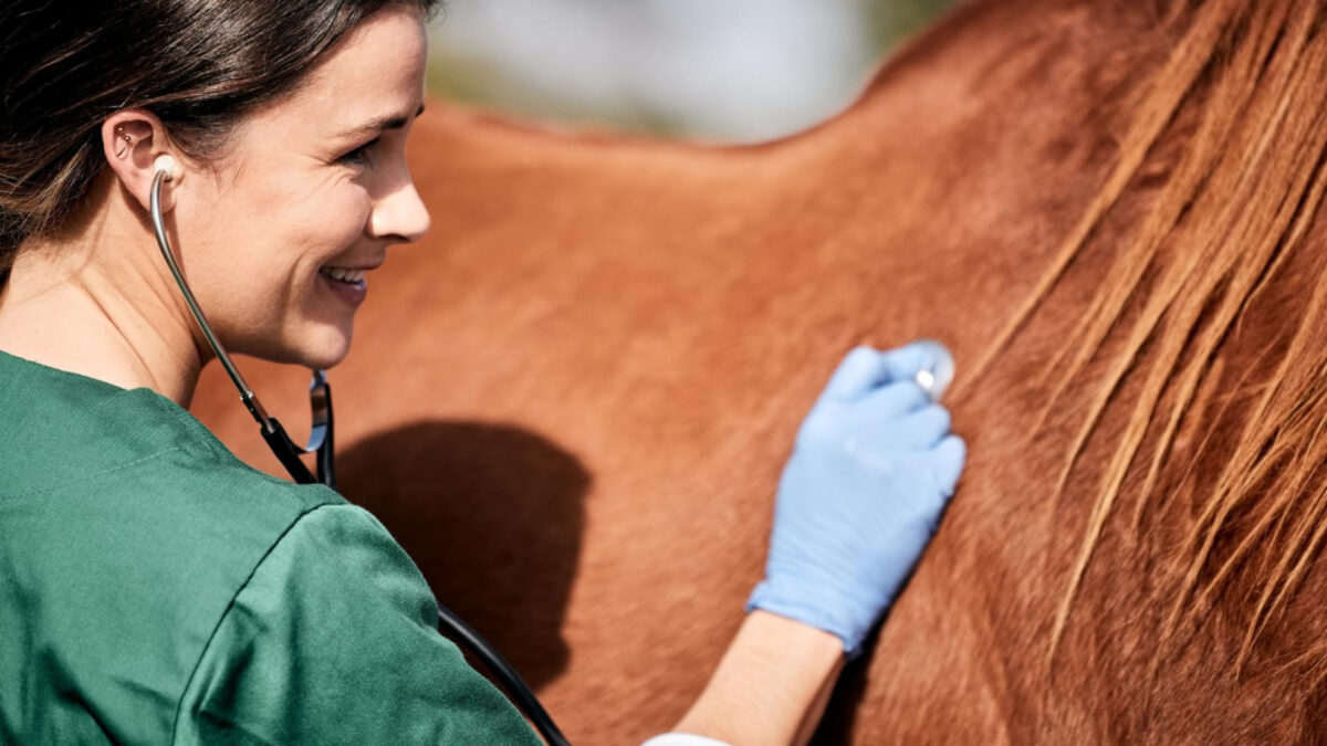 Prévoyez en apprenant les premiers soins à inculquer à vos chevaux !