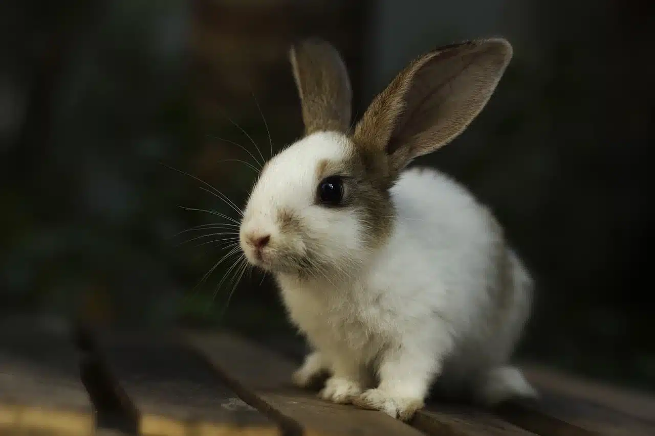 durée de vie du lapin