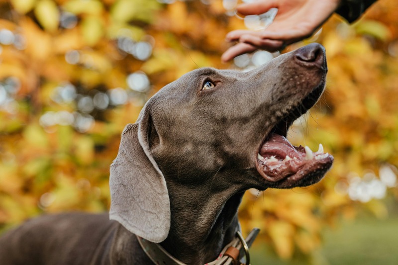stimuler son chien de chasse