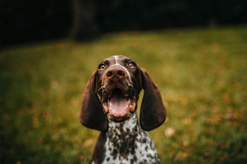 un chien de chasse